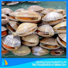 yummy frozen fine quality adequate surf clam for sale